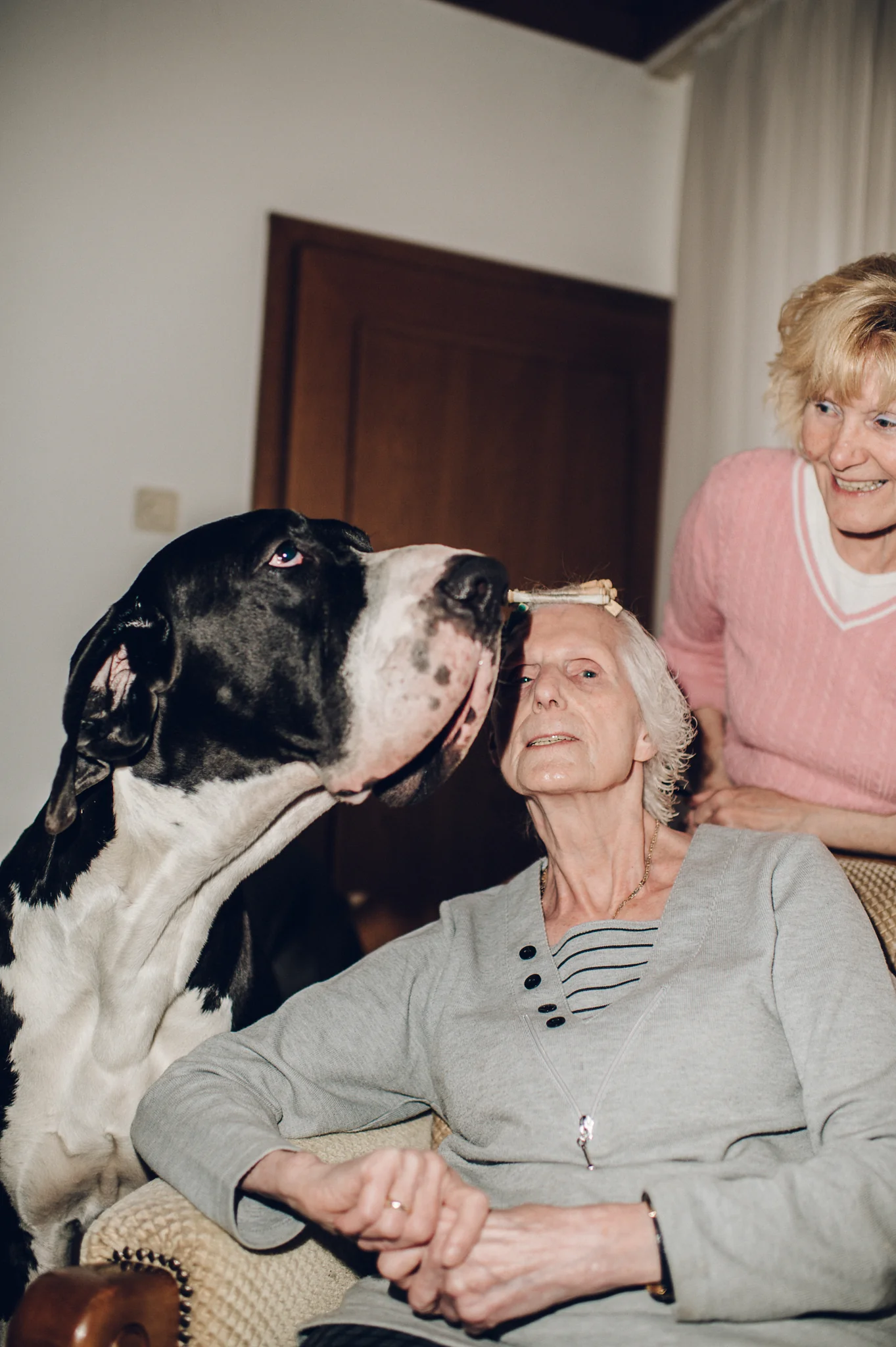 A large black and white Great Dane looking directly at an elderly woman in her home.